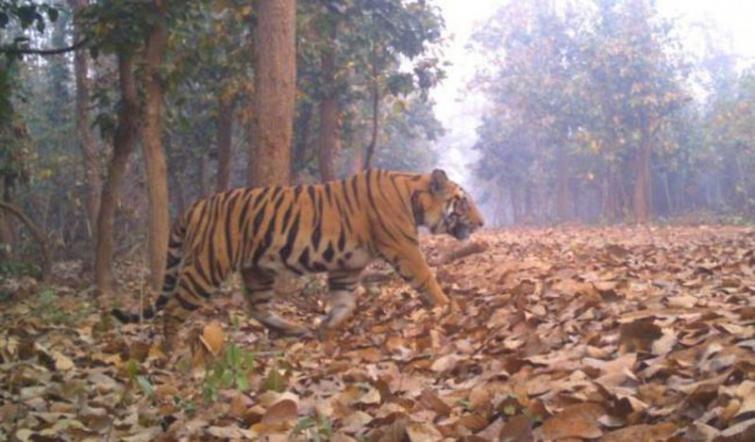 Royal Bengal Tiger strayed out of Orang creates panic in village area