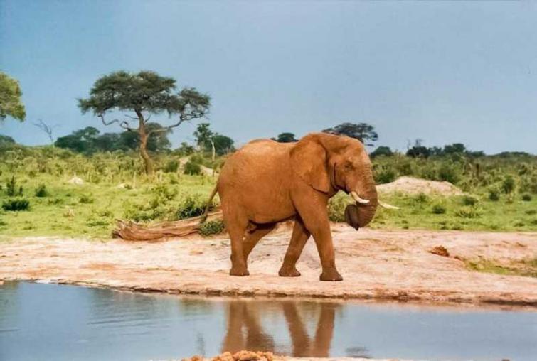 Eight-year-old elephant shot dead by poachers