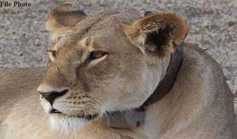 Gujarat: Lioness dies in Jamvala rescue center