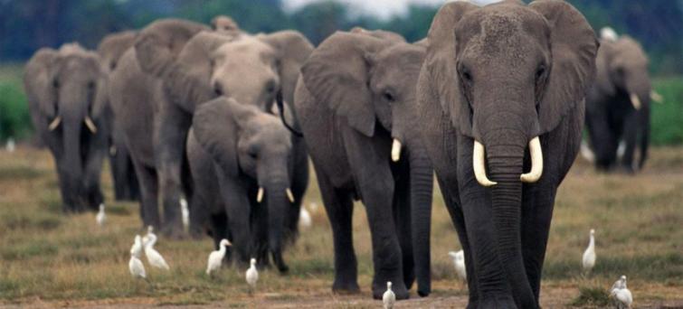 African elephants under continued threat of poaching, warns UN-backed report