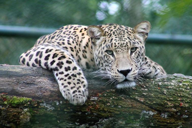Villagers killed a leopard and chopped off its tail and legs