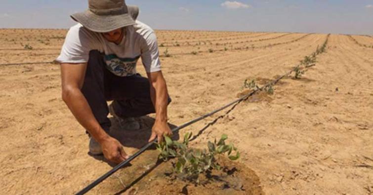 India and Israel join hands to develop solutions to desertification and living in the desert 