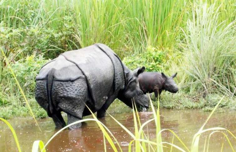 Strayed rhino calf due to flood rescued and released in Kaziranga