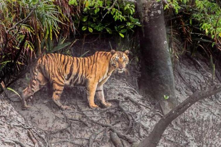 Low male tiger population in Bangladesh, worrisome: Official
