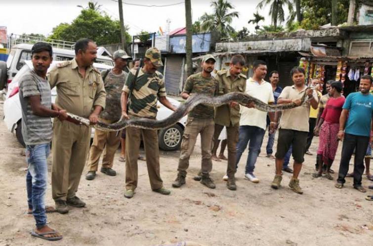 Long python rescued in Assamâ€™s Nagaon