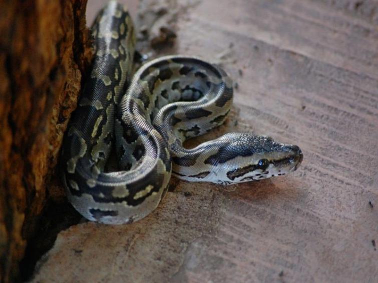 Two pythons recovered in human habitations released in forest