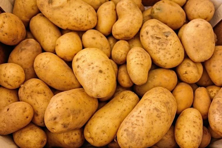 Potato as effective as carbohydrate gels for boosting athletic performance: Study