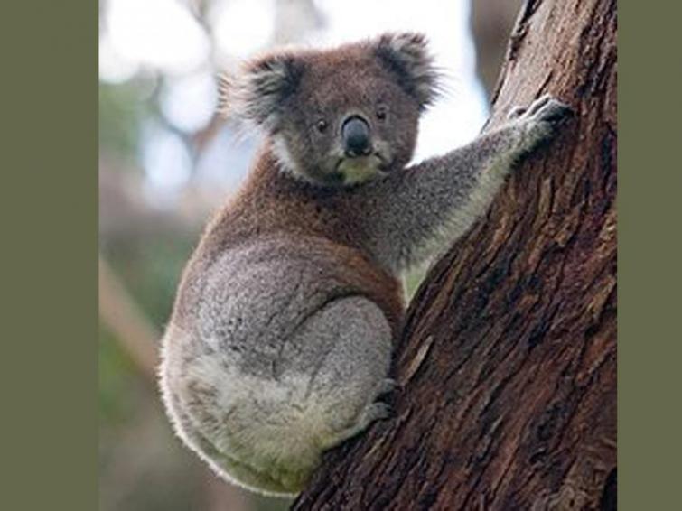 Over 2,000 koalas feared dead in bushfire crisis in Australia's east: reports