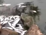 Australia: Hundreds of Fish found dead at Menindee
