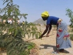 Trees in â€˜greenâ€™ Cameroon refugee camp, bring shade and relief from â€˜helter-skelterâ€™ of life