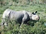 Nepal: Woman killed in rhino attack