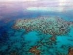 Mass decline in 'coral babies' at Great Barrier Reef, say scientists