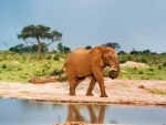 Eight-year-old elephant shot dead by poachers