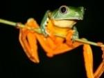 World is â€˜on noticeâ€™ as major UN report shows one million species face extinction