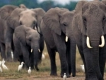African elephants under continued threat of poaching, warns UN-backed report