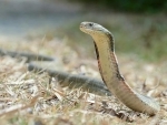 10-feet long king cobra rescued in Assamâ€™s Cachar district
