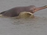 Captain Amarinder Singh names Indus River Dolphin as the 'State Aquatic Animal' of Punjab 