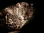 Maharashtra: Male leopard found dead in Nashik