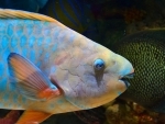 When reefs decline, parrotfish thrive, finds Study