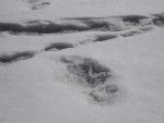 Indian Army's Moutaineering Expedition Team sights 'Yeti' footprints, shares online 