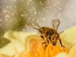 Bees have brains for basic maths: study