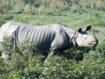 Most wanted rhino horn smuggler arrested in Guwahati