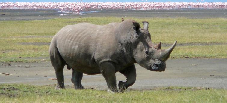 â€˜Extinction crisisâ€™ pushes countries to agree stronger protection for global wildlife