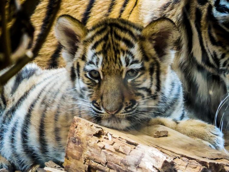 Maharashtra: Tiger cub to be discharged from hospital in Thane