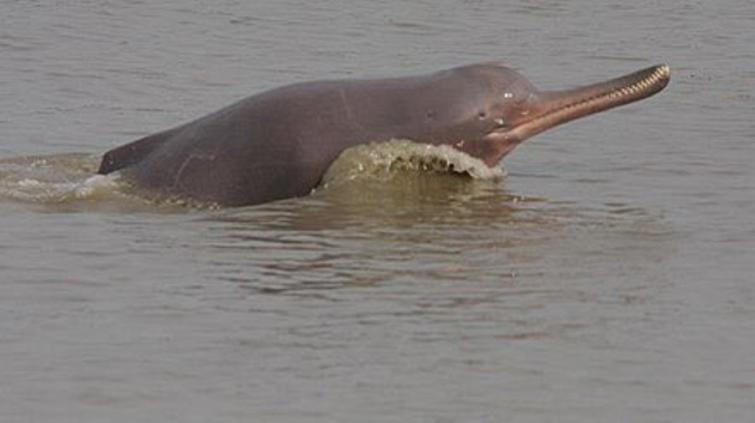 Captain Amarinder Singh names Indus River Dolphin as the 'State Aquatic Animal' of Punjab 