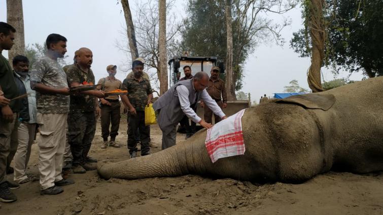 Within a week after its capture, rogue elephant 'Laden' dies in Assam forest department's custody