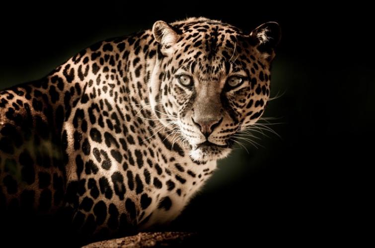 Mysuru: Four-yr-old Leopard caught near T Narasipura