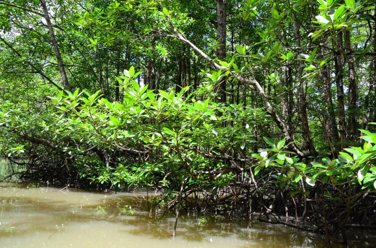 Rising salinity of Hooghly river helps regrowth of mangroves in Kolkata