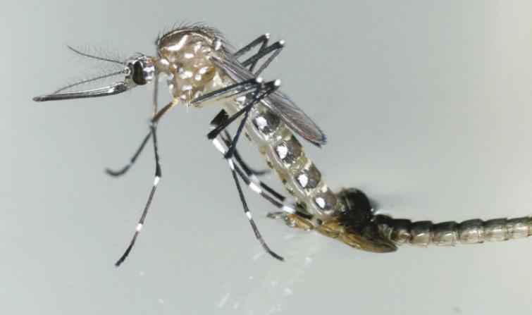 UN mosquito sterilization technology set for global testing, in battle against malaria, dengue