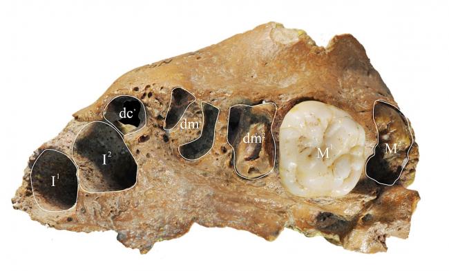 Study finds an ancient relative of humans showing a surprisingly modern trait
