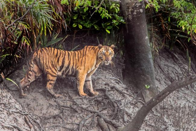 Malaysia vows greater efforts against tiger poachers