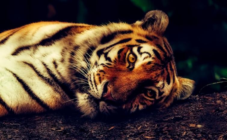 All India Tiger Estimation 2018 will be released today: Narendra Modi