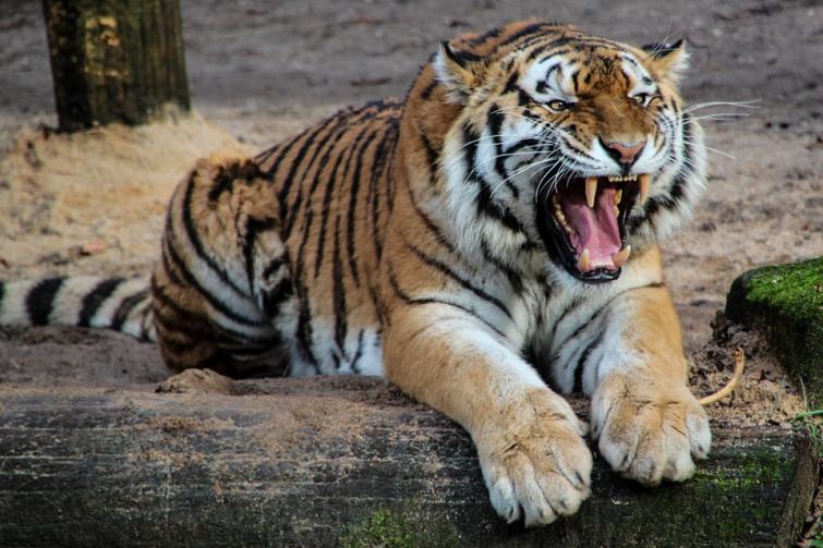Tiger population in Assam increases to 190