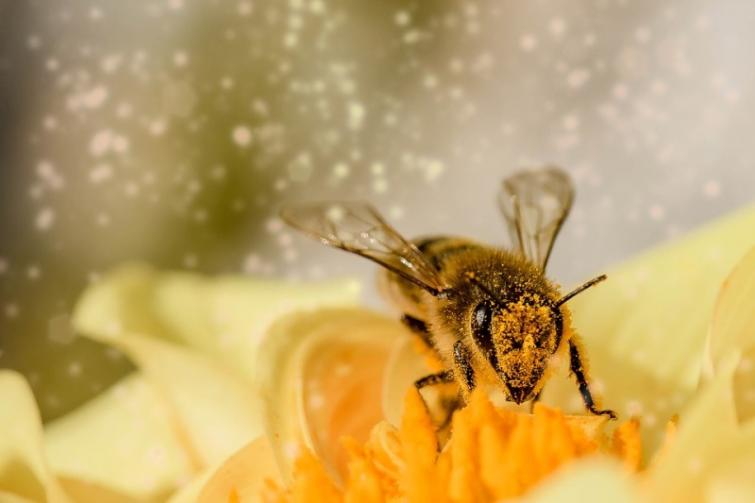 Bees have brains for basic maths: study