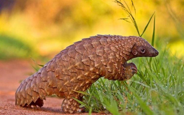 India to be the next hotspot for pangolin poaching: Biologist