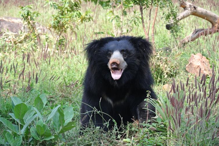 Wokha DC issues advisory on wild bear in Nagaland