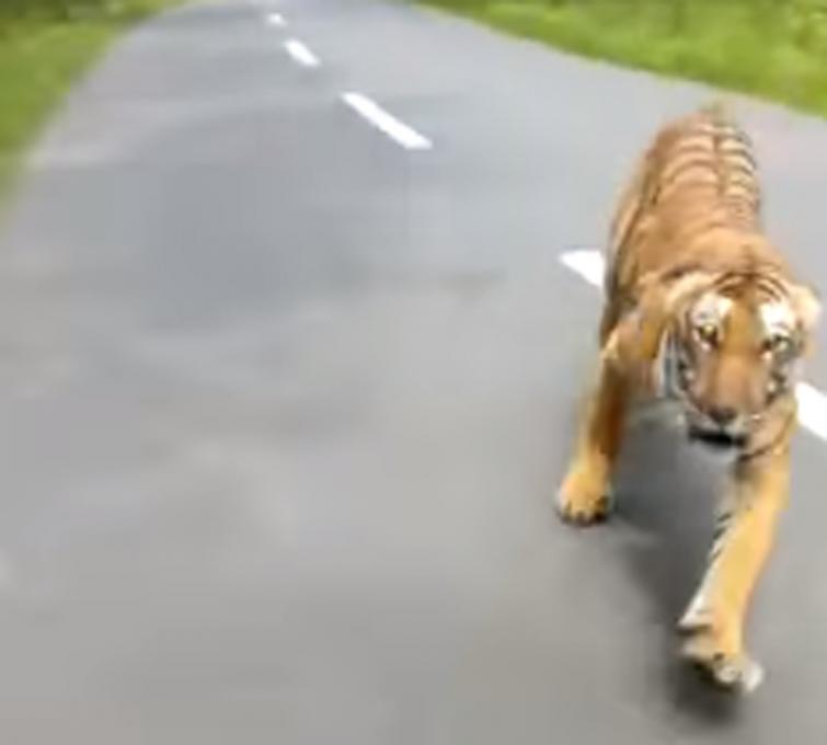 Video of tiger chasing bike riders goes viral on internet, Twitter users left shocked