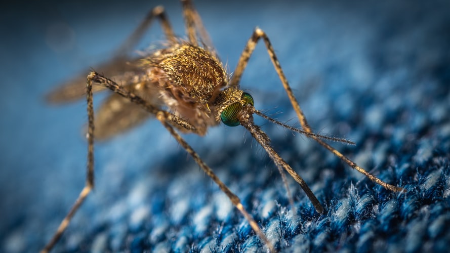Study shows SARS-CoV-2, which causes COVID-19, not transmitted by mosquitoes