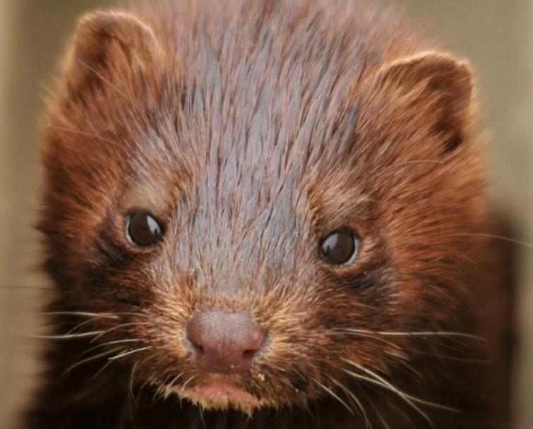 COVID-19 detected in mink at 4 more fur farms in Netherlands - Reports