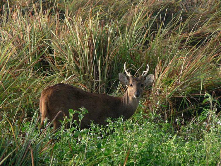 Hog deer fleeing from Kaziranga due to flood killed by hunters, two arrested