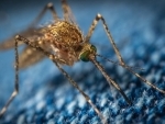 Study shows SARS-CoV-2, which causes COVID-19, not transmitted by mosquitoes