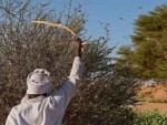 Fight against desert locust swarms goes on in East Africa despite coronavirus crisis measures