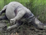 Poachers killed rhino and escaped with horn in Kaziranga