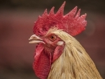 Nearly 21,000 chickens die of suffocation in fire in central France: Reports
