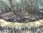 Odisha: Prawn dykes spreading over 100 acres of forest land in Bhitarkanika National Park demolished