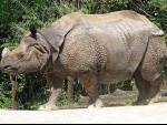 Assam: 9 rhinos died in Kaziranga flood, 133 animals rescued